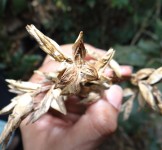 Pró-Espécies seleciona consultoria para estudos de germinação de sementes das espécies de restinga das matrizes marcadas PAN Flora Endêmica – Encerrada