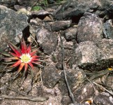 Pró-Espécies seleciona consultoria para atualização, elaboração e acompanhamento de cursos na modalidade EaD do PAT Chapada Diamantina-Serra da Jiboia – Encerrada