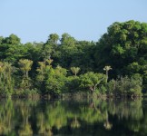 Pró-Espécies seleciona consultoria para serviço de tradução de documentos sobre a Avaliação do Risco de Extinção de Espécies – Encerrada