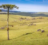 Pró-Espécies seleciona consultoria para implementação de ações do PAT Planalto Sul e PAT Campanha Sul e Serra do Sudeste – Encerrada