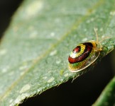 Pró-Espécies seleciona consultoria para avaliação do risco de extinção de espécies selecionadas da flora do estado de SP e de busca ativa de espécies-alvo do PAT Cinturão Verde de São Paulo – Encerrada