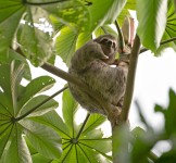 Pró-Espécies seleciona consultoria para elaboração e aprovação de projeto e instalação de passagens de fauna na área do território do PAT Cerrado Tocantins – Encerrada