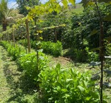 Pró-Espécies seleciona consultoria para realizar o levantamento dos impactos das boas práticas agroecológicas no PAT Capixaba-Gerais – Encerrada