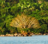 Pró-Espécies seleciona consultoria  elaboração, execução e  acompanhamento de Projetos de Educação Ambiental em regiões do PAT Meio Norte – Encerrada