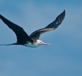 Pró-Espécies seleciona empresa para elaborar manual de boas práticas para a observação responsável de aves marinhas – Encerrada