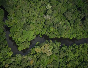 MA, PA e TO lançam Plano de Ação Territorial para espécies ameaçadas de extinção na Amazônia e Cerrado