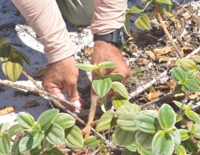 Equipes realizam estudos para a produção de mudas da Pleroma hirsutissimum
