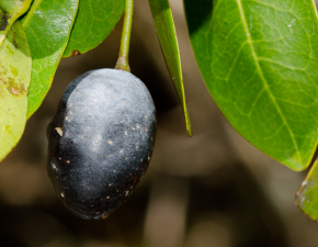 Azeitona da Mata Atlântica conta com ações de proteção no Parque Estadual da Serra do Tiririca