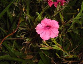 Mata Atlântica recebe plano de ação territorial para flora e fauna ameaçadas em SC e RS