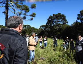 A importância da cadeia produtiva do pinhão para a conservação de espécies e sustento dos extrativistas no Sul do país