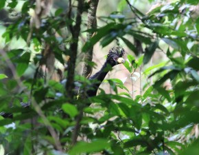 Pesquisadores localizam uma das aves mais ameaçadas de extinção do planeta