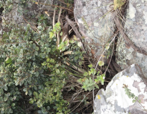 Descoberta nova espécie da flora brasileira no Norte de Minas
