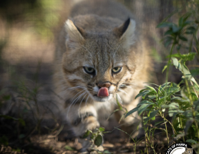 Pesquisadores fazem registros inéditos de felino ameaçado de extinção do Brasil