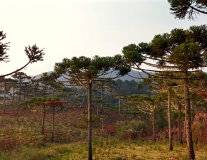 Santa Catarina e Rio Grande do Sul lançam série inédita de vídeos sobre Plano de Ação Territorial Planalto Sul
