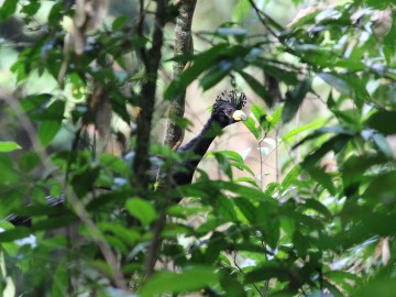 Pesquisadores localizam uma das aves mais ameaçadas de extinção do planeta