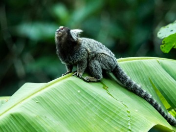 ICMBio lança Plataforma de Avaliação do Risco de Extinção da Fauna