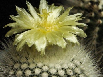 Abelhas e borboletas ameaçadas de extinção são foco de Plano de Ação Nacional