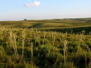 Abelhas e borboletas ameaçadas de extinção são foco de Plano de Ação Nacional