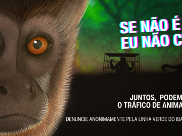 Pesquisadores alertam sobre impactos das mudanças climáticas em cavernas 