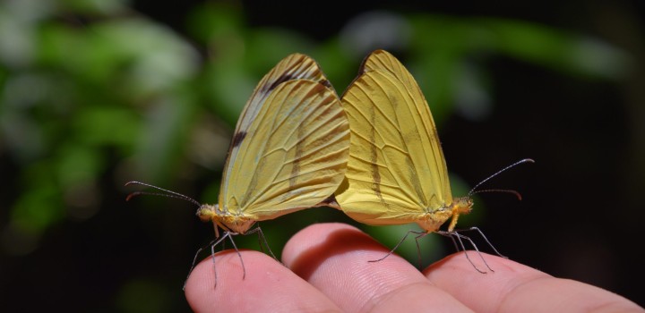 ICMBIO promove oficina online de avaliação do risco de extinção de espécies de borboletas