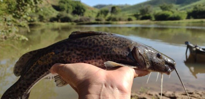 Expedição de captura do surubim-do-paraíba, espécie ameaçada de extinção e alvo do PAN Paraíba do Sul