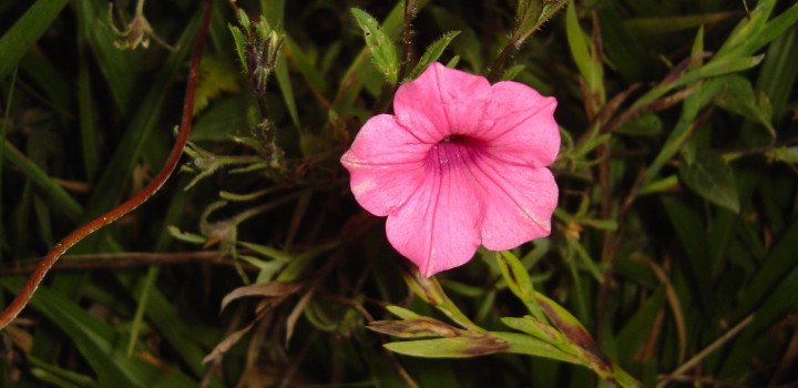 Mata Atlântica recebe plano de ação territorial para flora e fauna ameaçadas em SC e RS