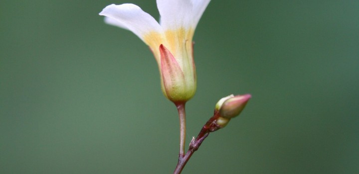 Mais de 200 espécies de flora e fauna da Mata Atlântica contam com proteção