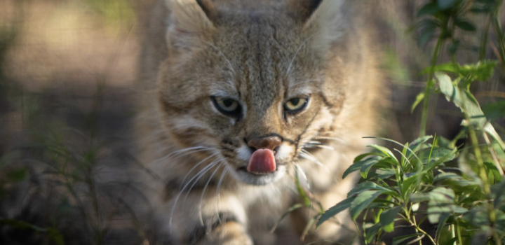 Pesquisadores fazem registros inéditos de felino ameaçado de extinção do Brasil