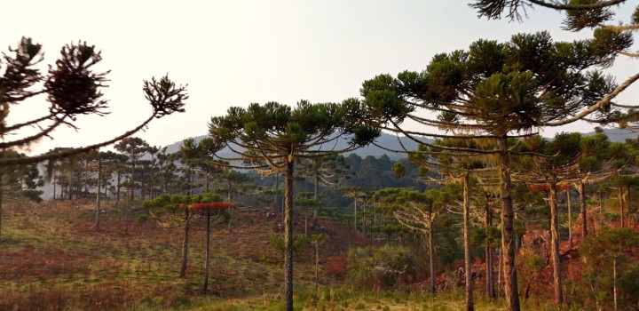 Santa Catarina e Rio Grande do Sul lançam série inédita de vídeos sobre Plano de Ação Territorial Planalto Sul