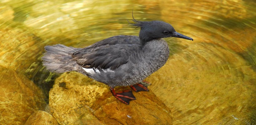 Pró-Espécies seleciona consultoria para a Plataforma Nacional de Gestão de Fauna  – Encerrada