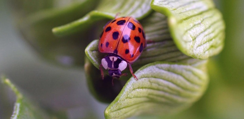 Pró-Espécies seleciona consultoria sobre a introdução intencional de invertebrados exóticos – Encerrada