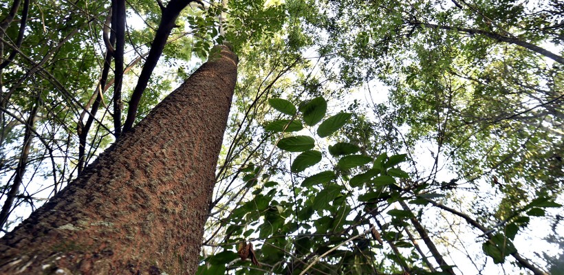 Pró-Espécies seleciona consultoria para coordenar a execução do PAN Flora Endêmica – Encerrada