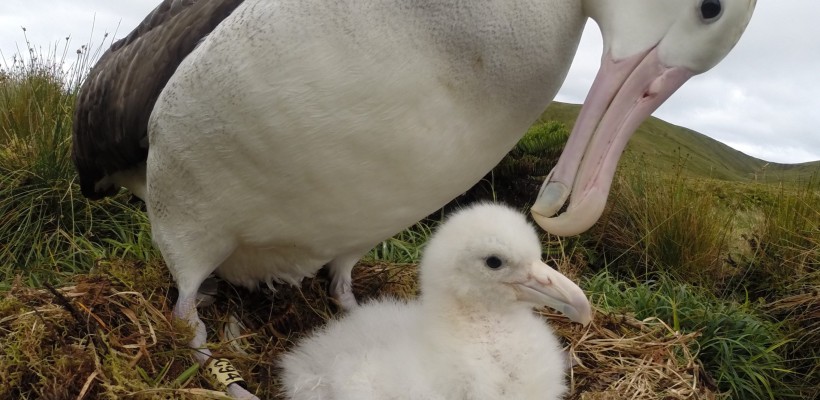 O Dia Mundial do Albatroz conscientiza sobre a preservação da espécie migratória