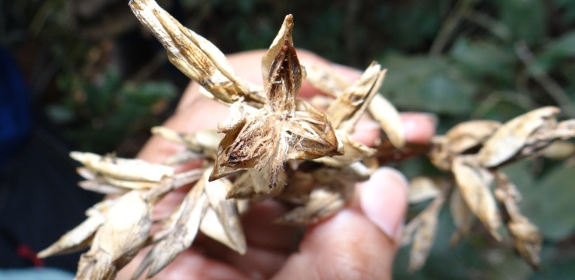 Pró-Espécies seleciona consultoria para estudos de germinação de sementes das espécies de restinga das matrizes marcadas PAN Flora Endêmica – Prorrogada