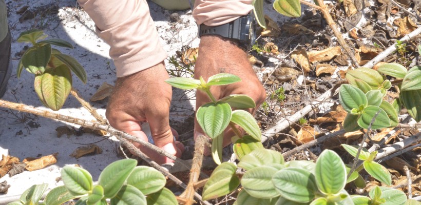 Equipes realizam estudos para a produção de mudas da Pleroma hirsutissimum