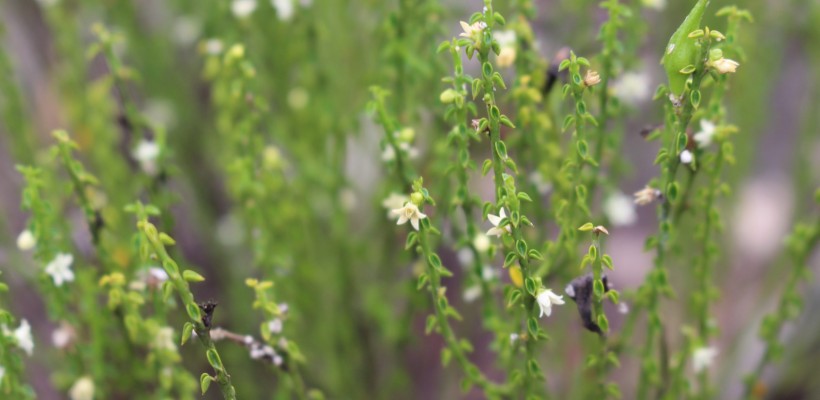 Mata Atlântica é o bioma com mais espécies de fauna e flora