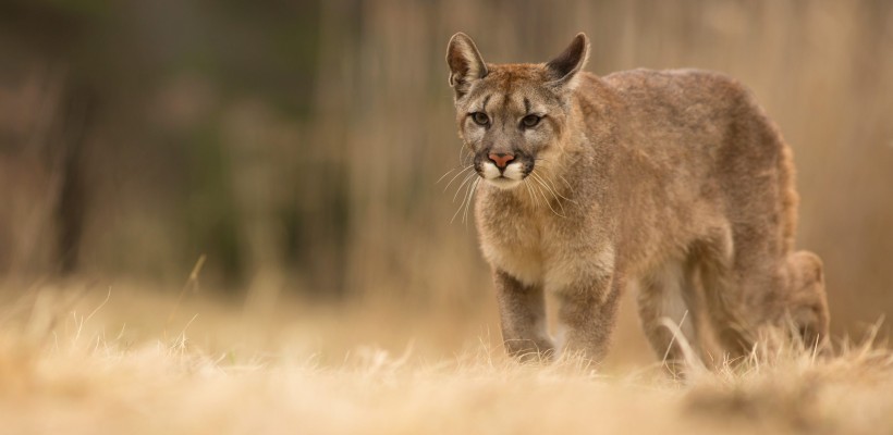 Comissão Nacional de Biodiversidade apresenta propostas de novas listas de Espécies da Flora e da Fauna Ameaçadas de Extinção