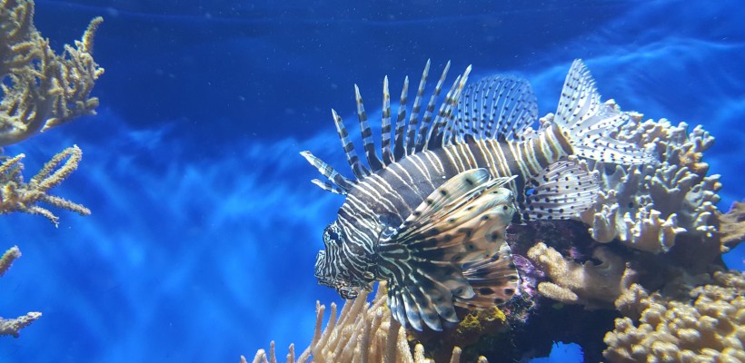 Espécie exótica invasora de peixe é encontrada na costa brasileira e acende alerta para seus impactos na biodiversidade marinha