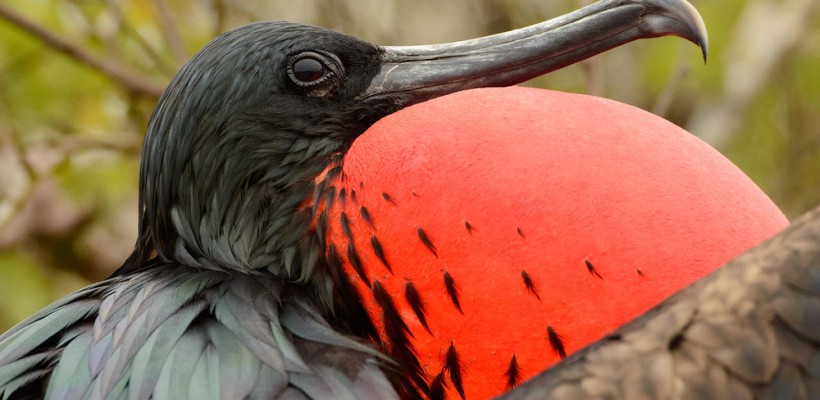 Pró-Espécies seleciona consultoria para elaborar coleção de livros infantis do PAN Aves Marinhas – Encerrada