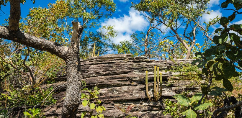 Pró-Espécies seleciona consultoria para assessoramento na elaboração do PAT Território Formosa – Encerrada