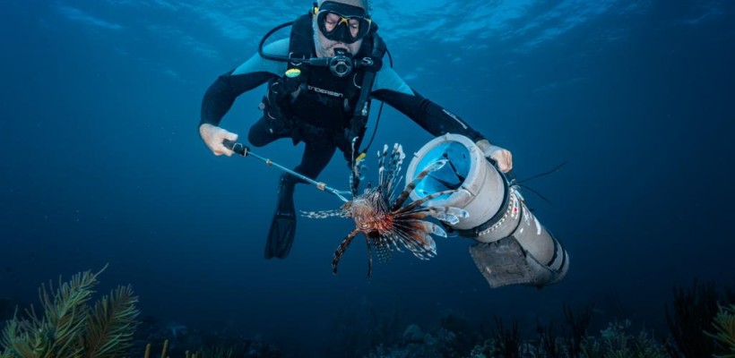 ICMBio desenvolve ações de combate ao peixe-leão