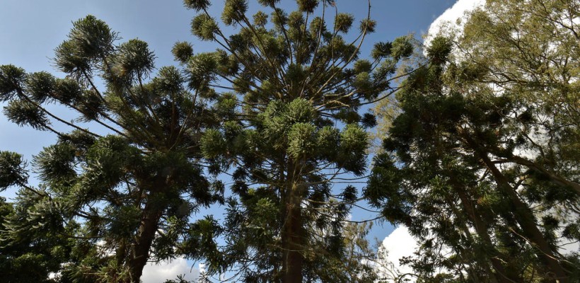 Pró-Espécies seleciona consultoria para mapeamento de campos, savanas e de Floresta Ombrófila Mista para o PAT Caminho das Tropas PR-SP e Cinturão Verde de SP – Cancelada