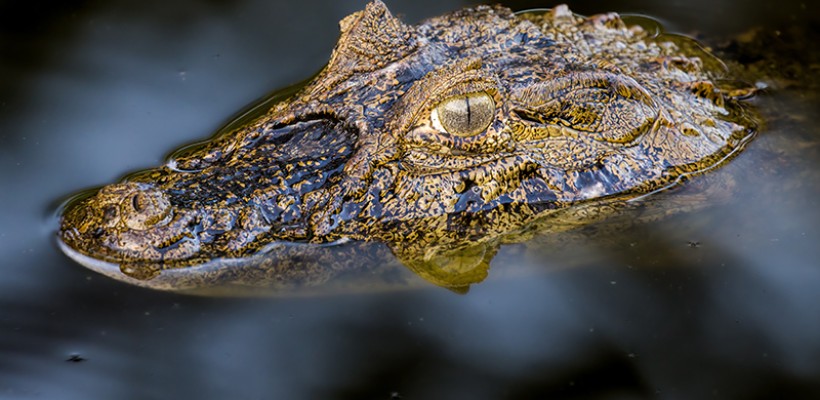 Brasil é destaque em conferências internacionais de biodiversidade