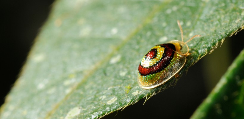 Pró-Espécies seleciona consultoria para avaliação do risco de extinção de espécies selecionadas da flora do estado de SP e de busca ativa de espécies-alvo do PAT Cinturão Verde de São Paulo – Encerrada