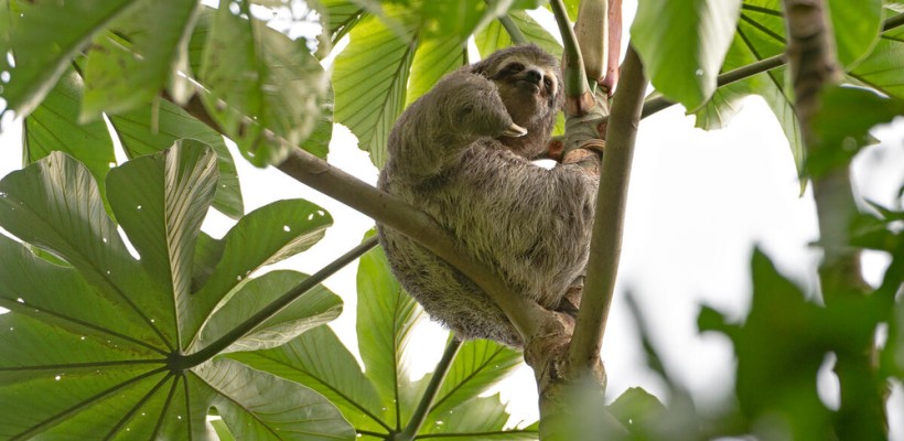 Pró-Espécies seleciona consultoria para elaboração e aprovação de projeto e instalação de passagens de fauna na área do território do PAT Cerrado Tocantins – Encerrada