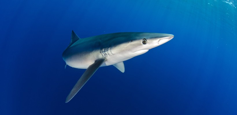 Pró-Espécies seleciona consultoria para elaboração de estudo sobre a dinâmica populacional e demográfica do tubarão-azul – Encerrada