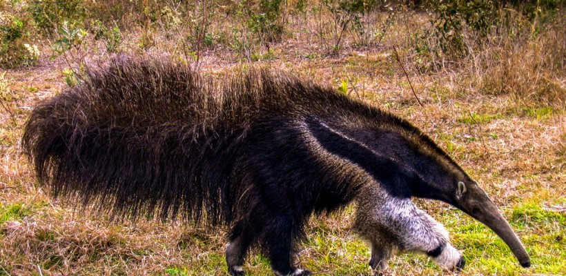 Consulta pública sobre estratégia para biodiversidade é prorrogada