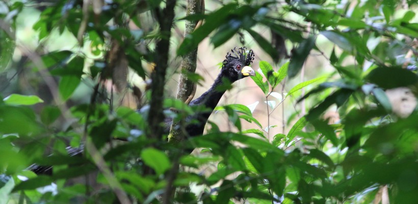 Pesquisadores localizam uma das aves mais ameaçadas de extinção do planeta