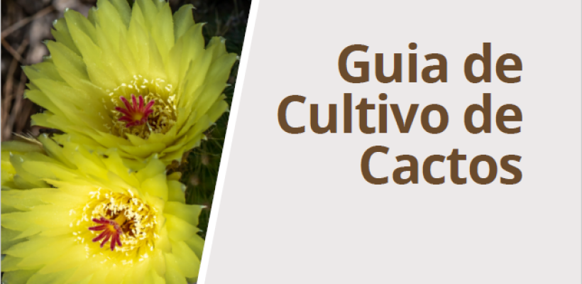 Guia reúne técnicas para cultivo de cactos