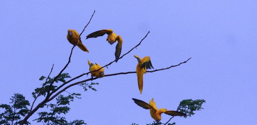 Pró-Espécies seleciona consultoria para a avaliação e elaboração de lista de espécies ameaçadas de extinção do estado do Maranhão PAT Meio Norte – Encerrada